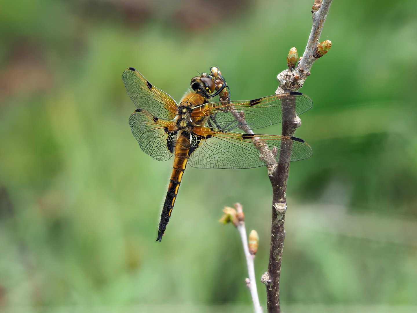 Transparent wings of a dragonfly