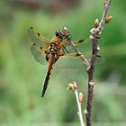 Transparent wings of a dragonfly