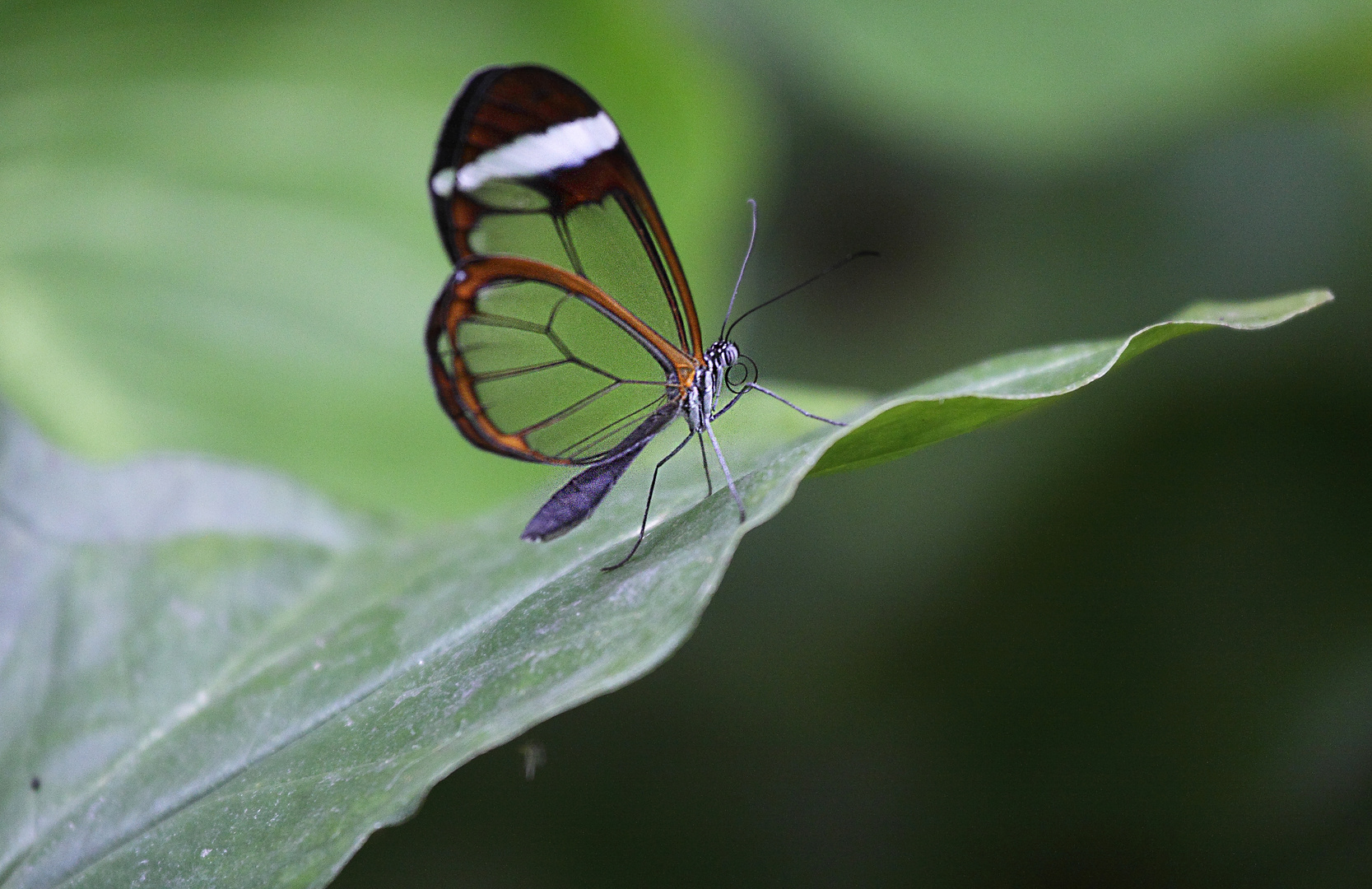 Transparente