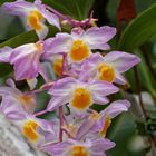 Transparente Orchidee