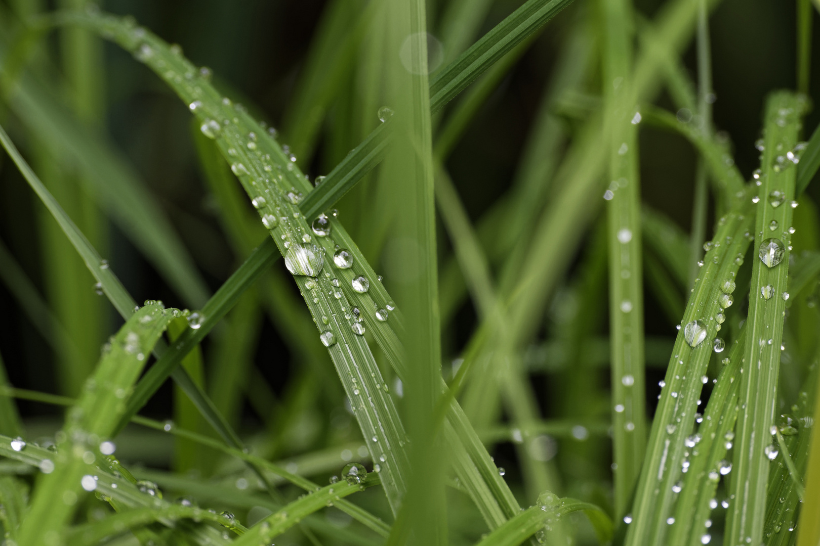 Transparente Regenperlen laufen die Schilfblätter herunter.