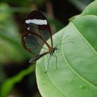 Transparente Schmetterlingsflügel