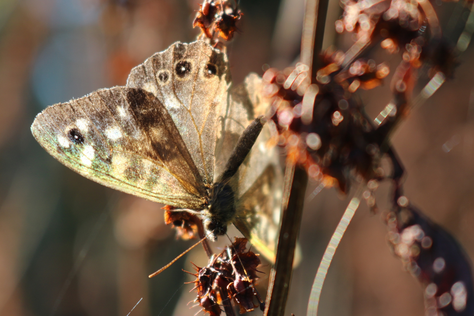 Transparente Schönheit