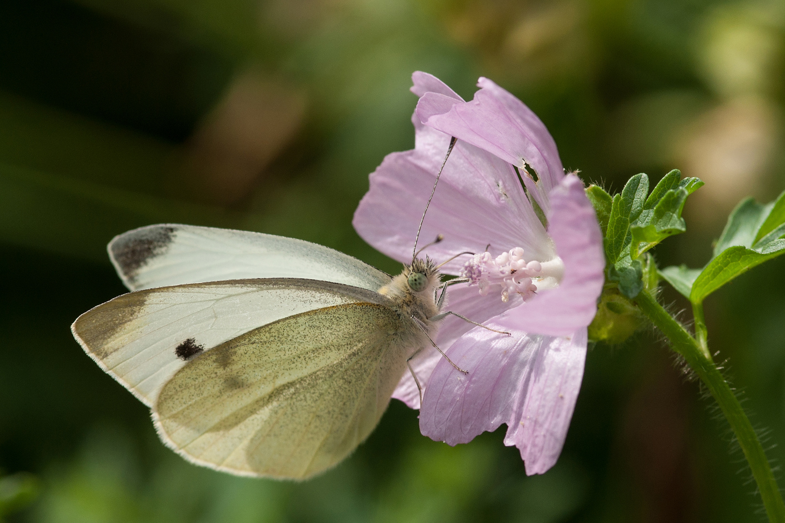 Transparente Schönheit