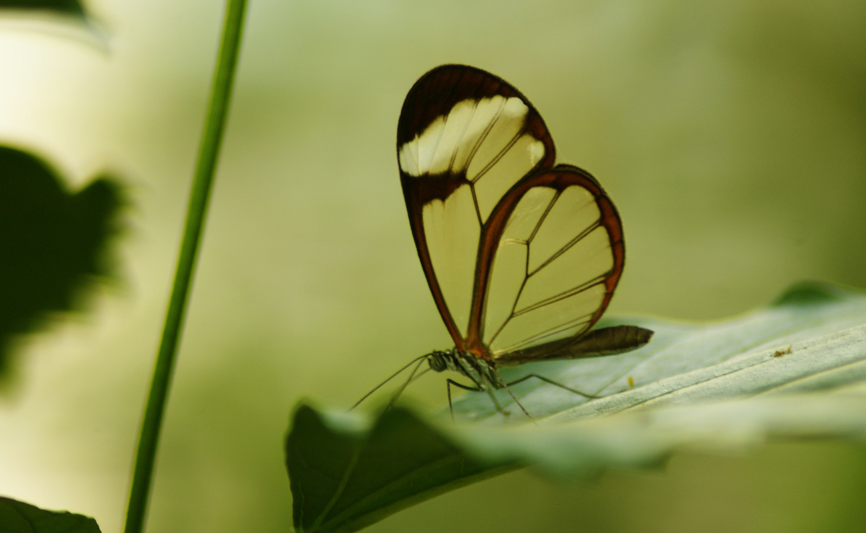 Transparenten Schmetterlings