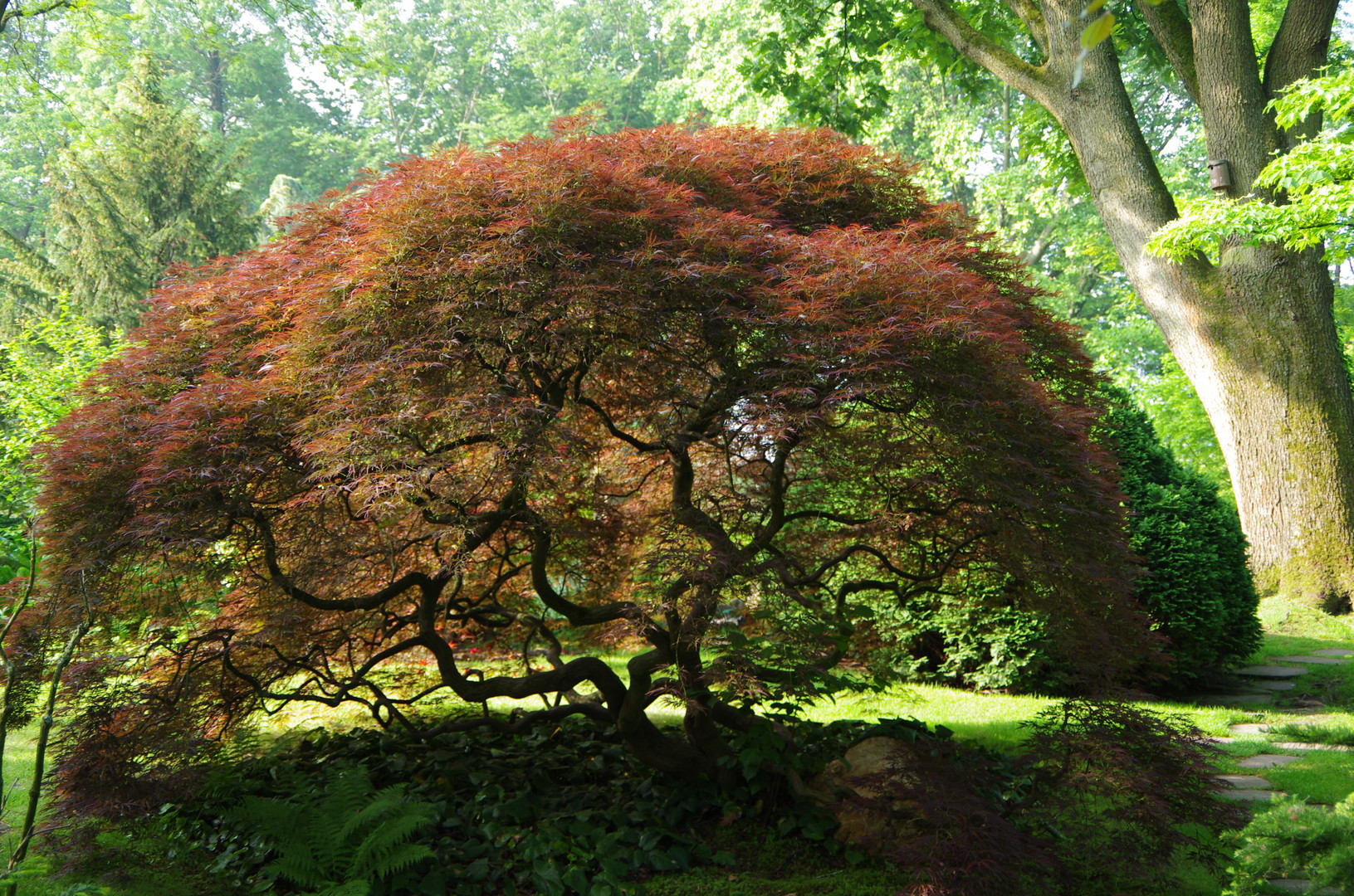 Transparenter Baum