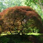 Transparenter Baum