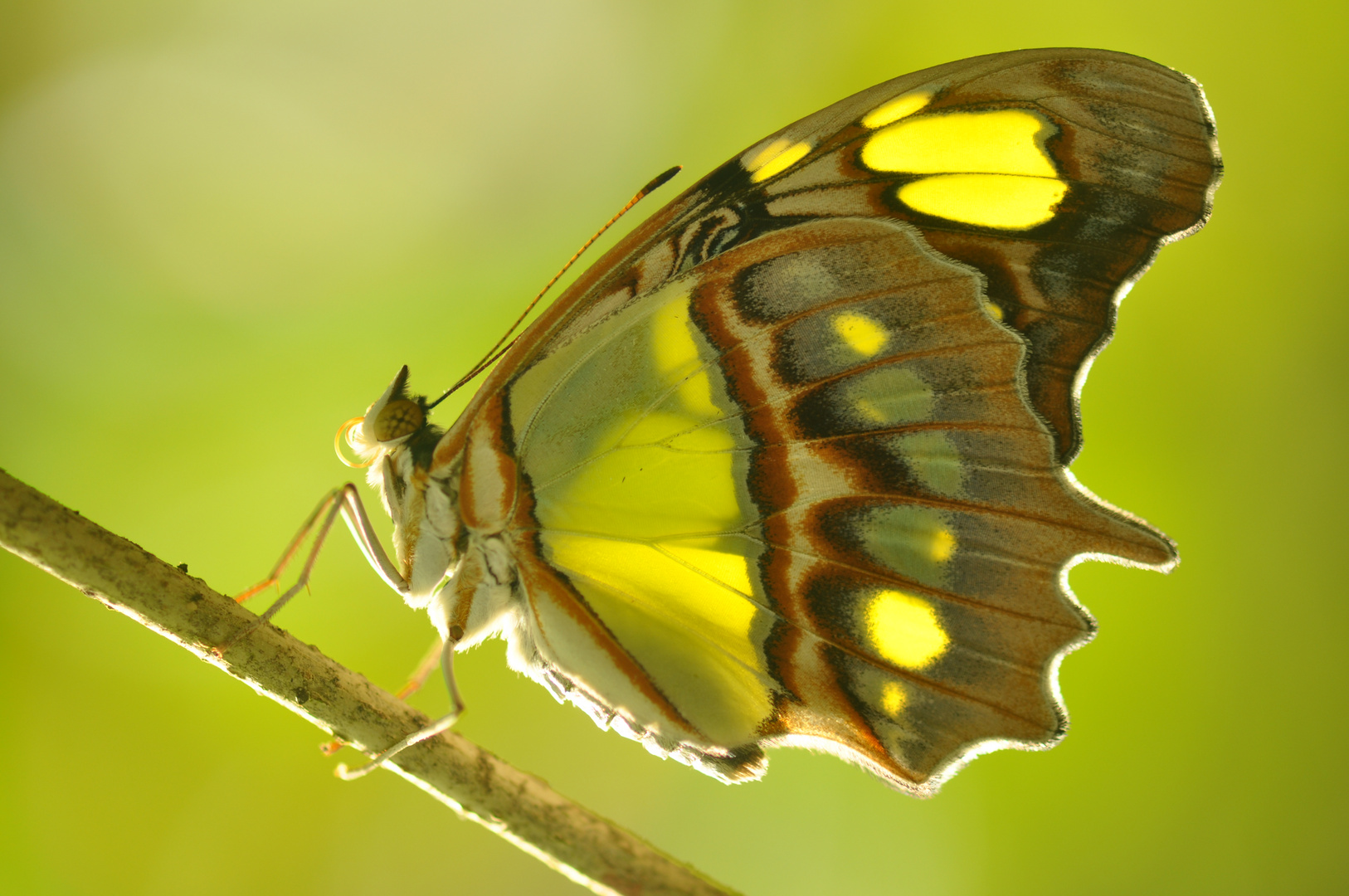 Transparenter Schmetterling