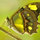 Transparenter Schmetterling