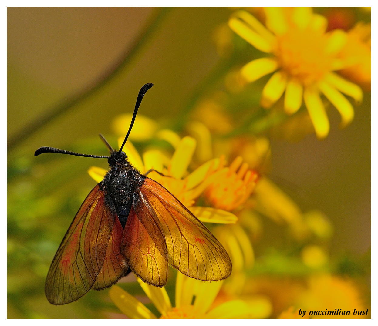 Transparentes Widderchen