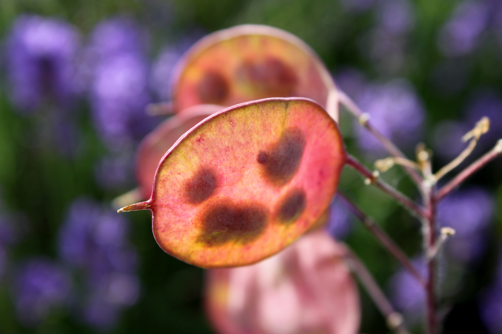 Transparenz... Silberblatt (Lunaria annua)