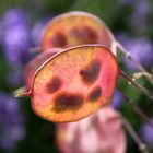 Transparenz... Silberblatt (Lunaria annua)