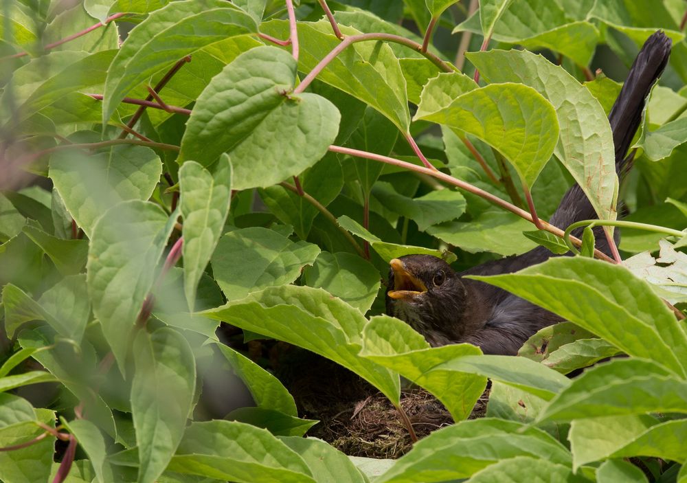 Transpiriende Amsel im Nest