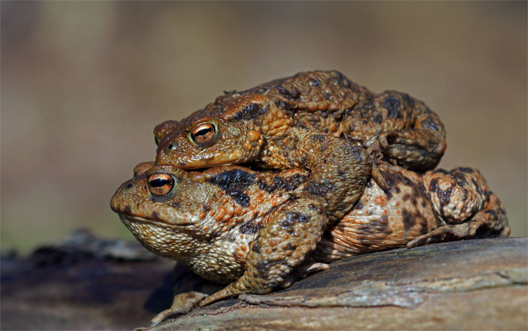 Transport ( Bufo bufo)