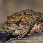 Transport ( Bufo bufo)