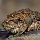 Transport ( Bufo bufo)