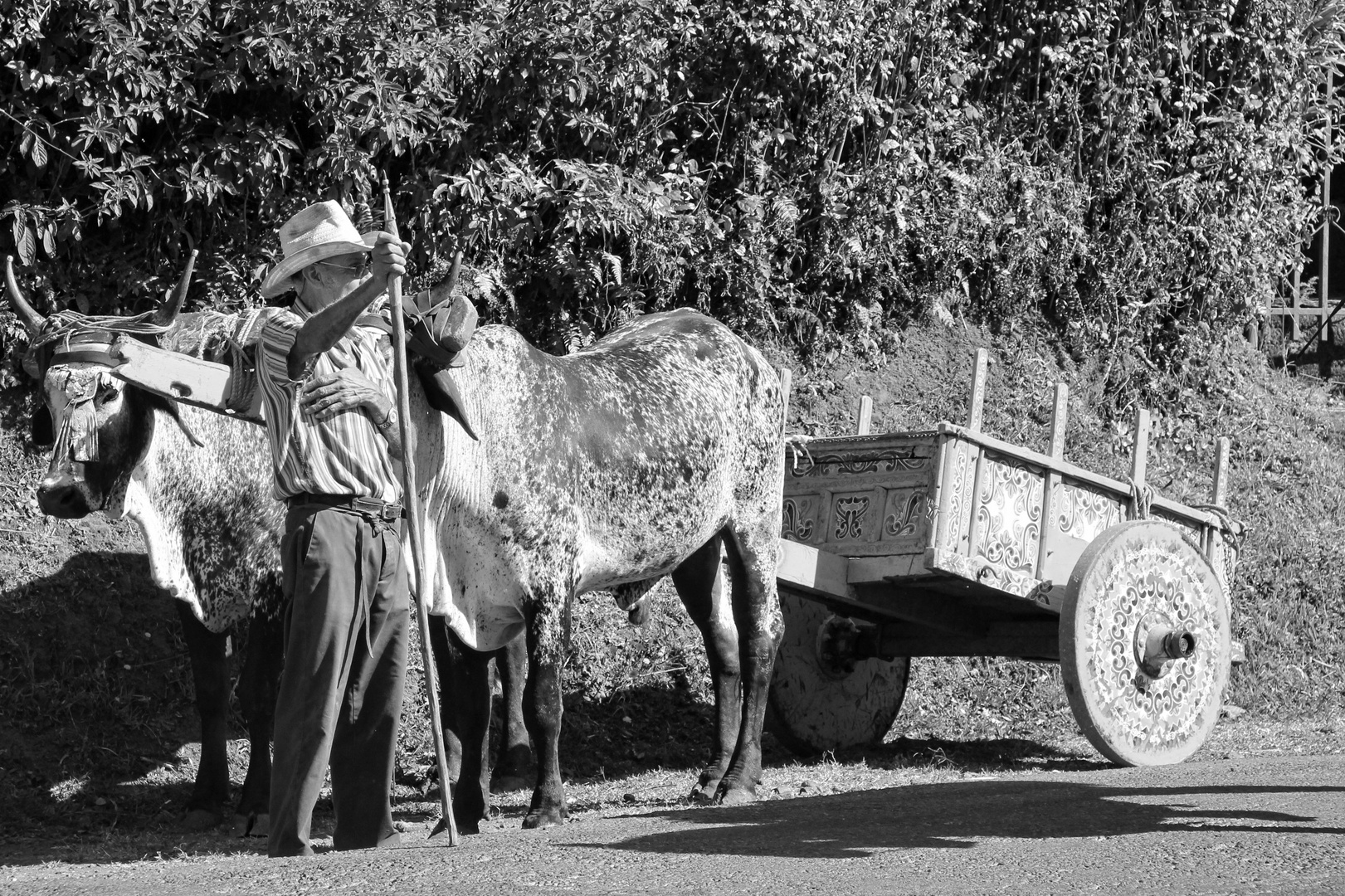 transport de café