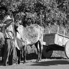 transport de café