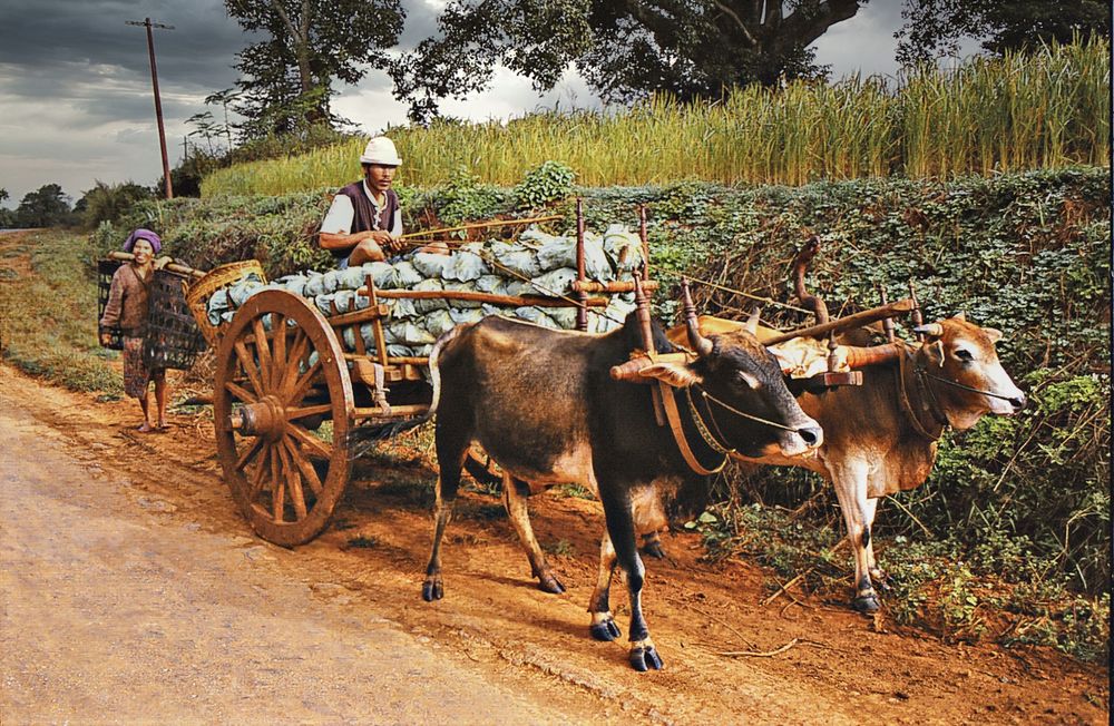 Transport de choux