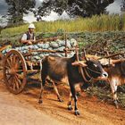 Transport de choux