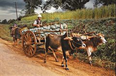 Transport de choux