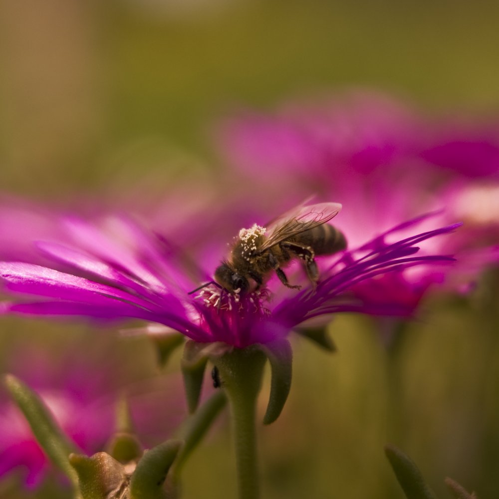 Transport du pollen