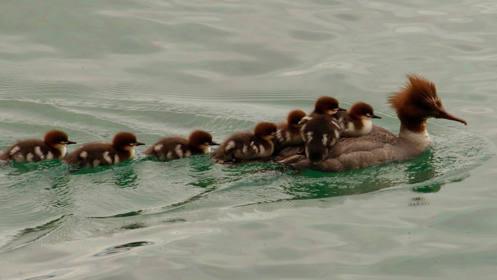 transport en commun