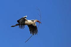 Transport-Storch