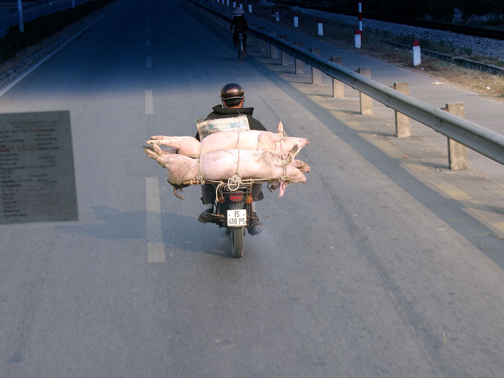 Transportation of Pigs