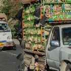 Transporte de pollos