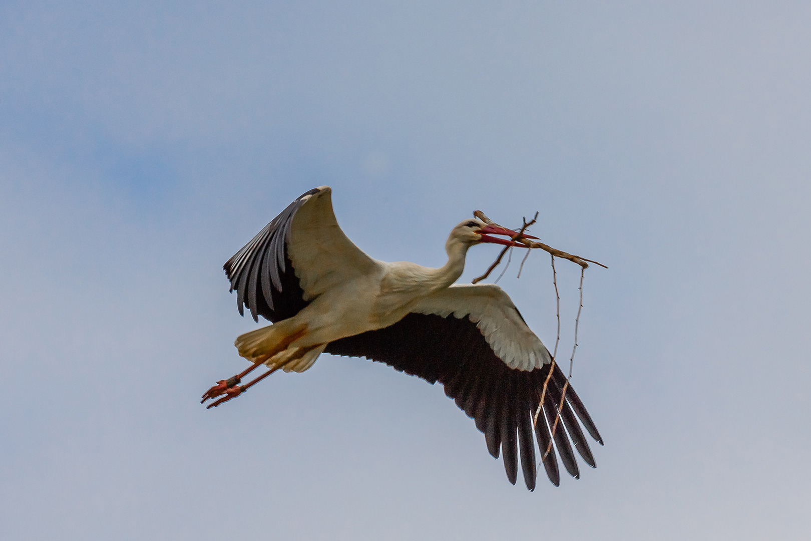 Transportflieger Weißstorch