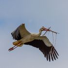 Transportflieger Weißstorch