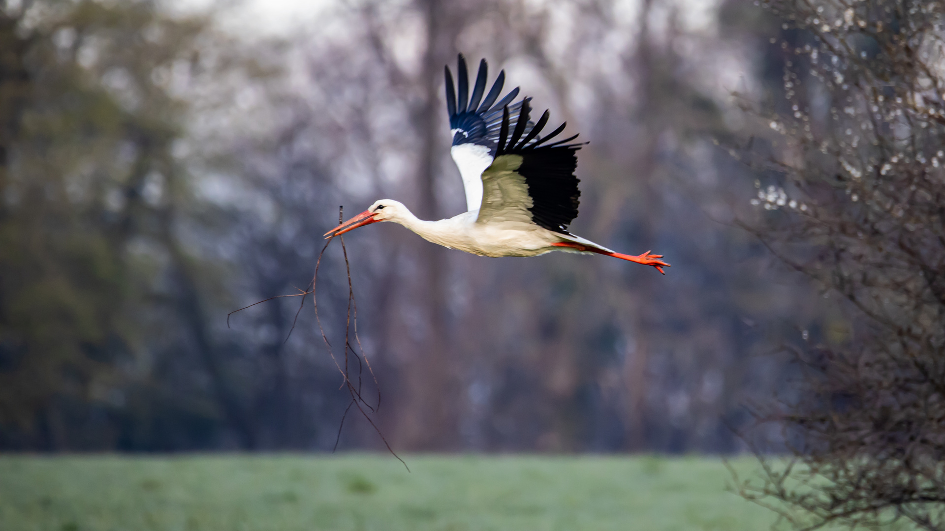 Transportflug