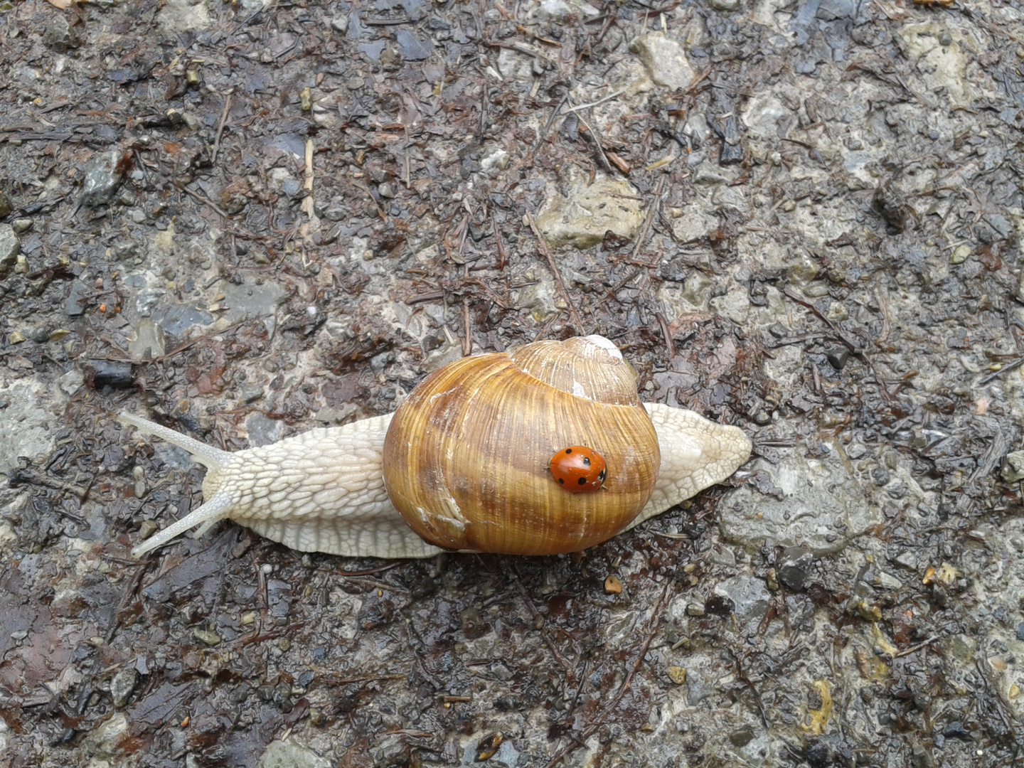 Transportschnecke