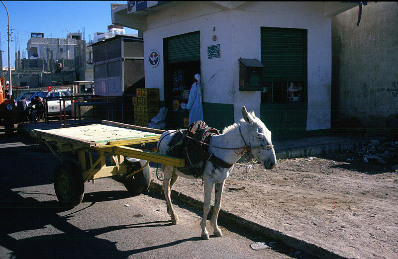 Transportuntenehmen in Hurghada