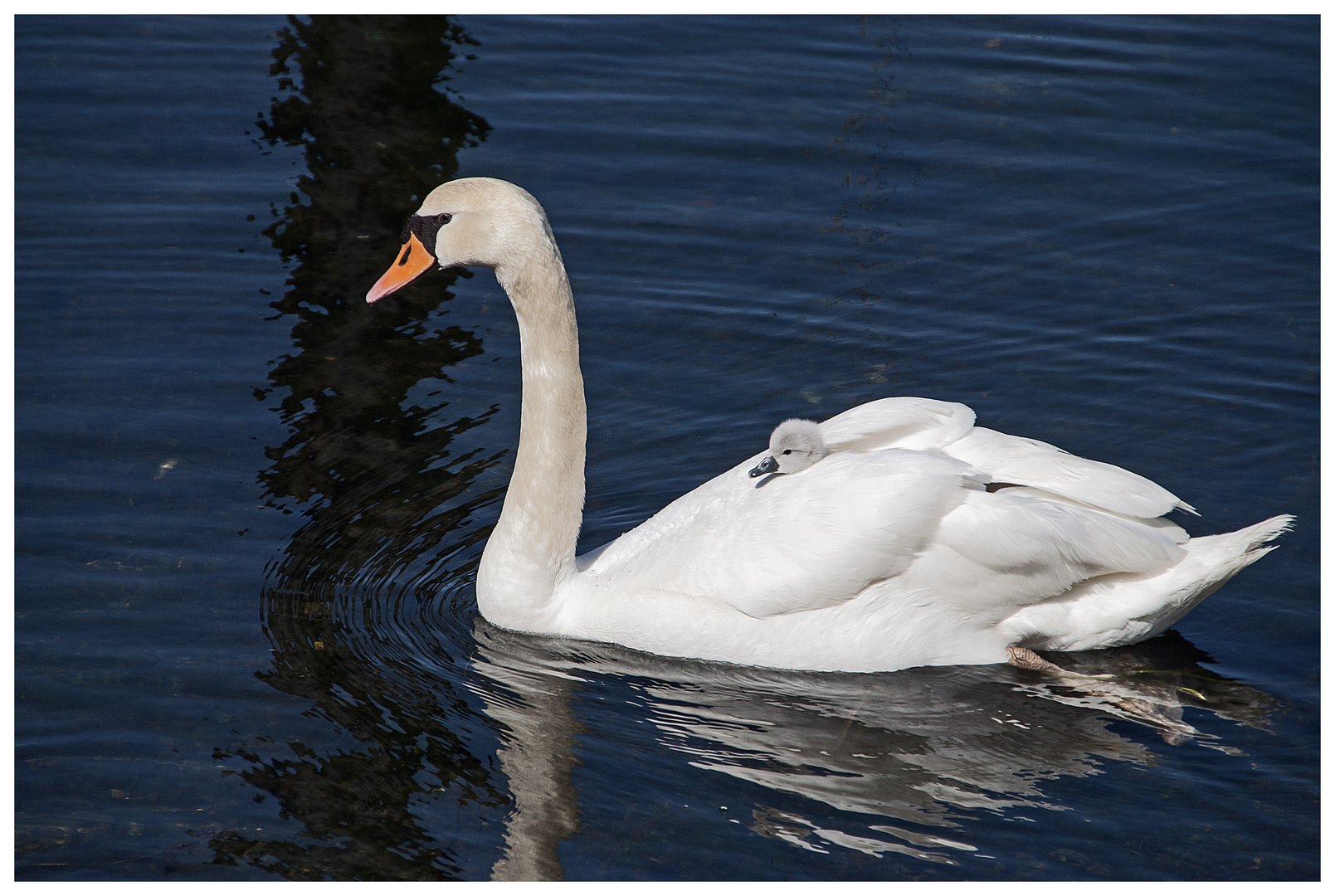 Transportunternehmen Schwan