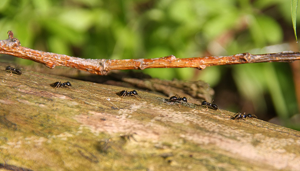 Transportwege