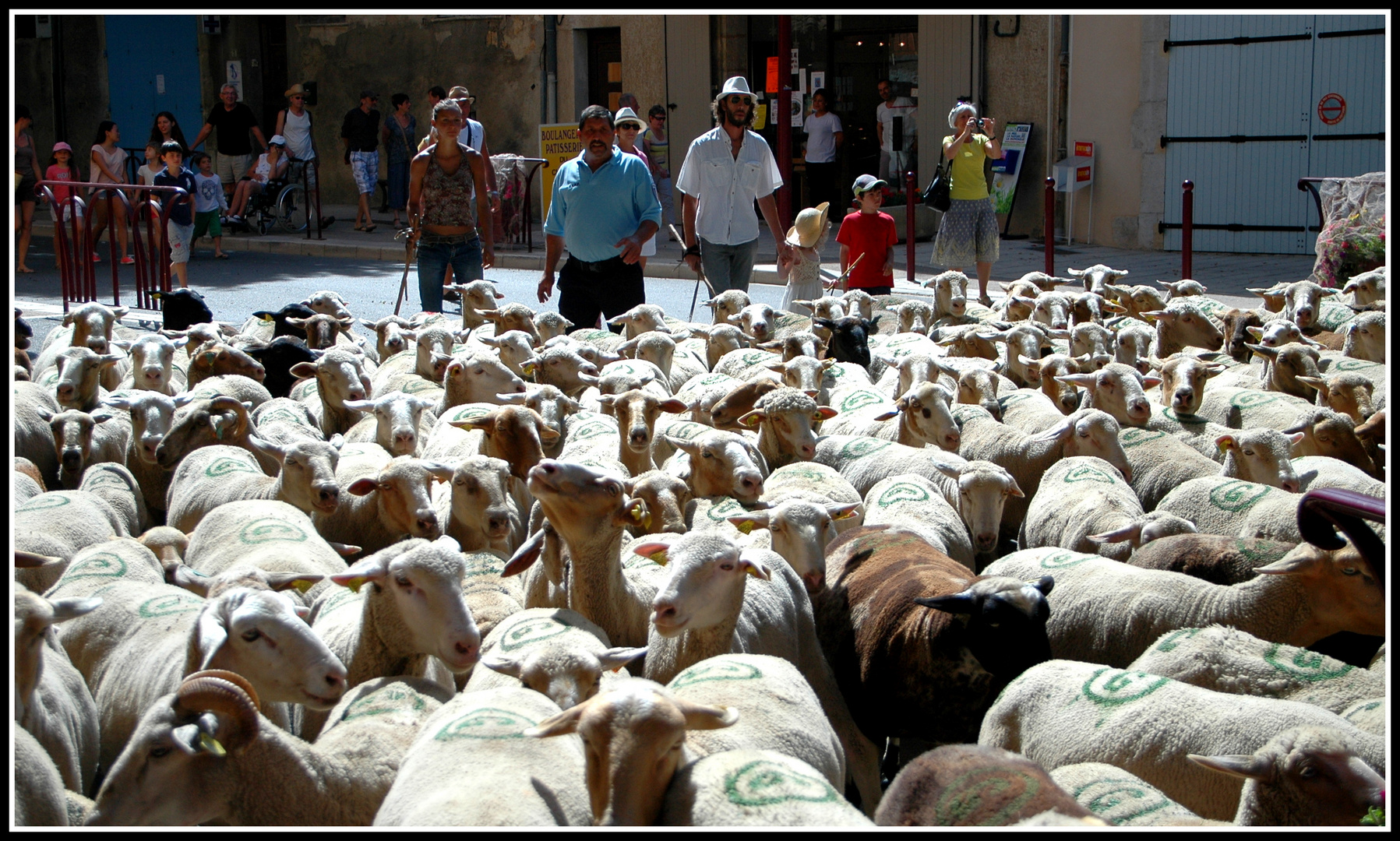 Transumance