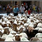 Transumance