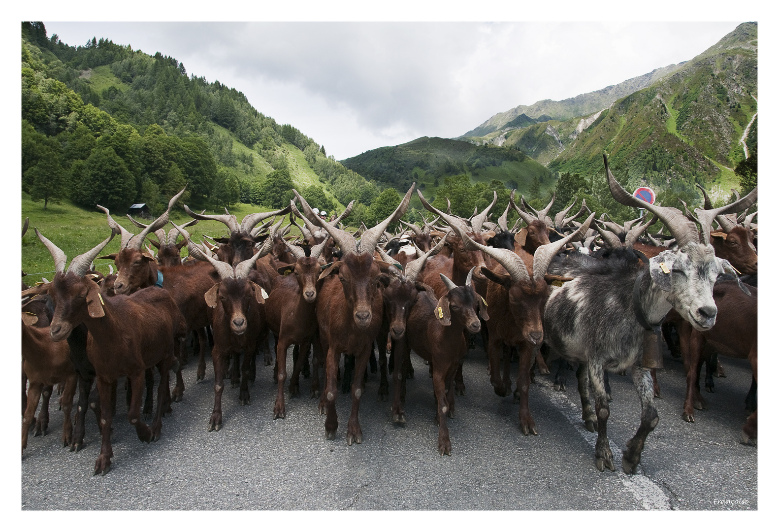 Transumance