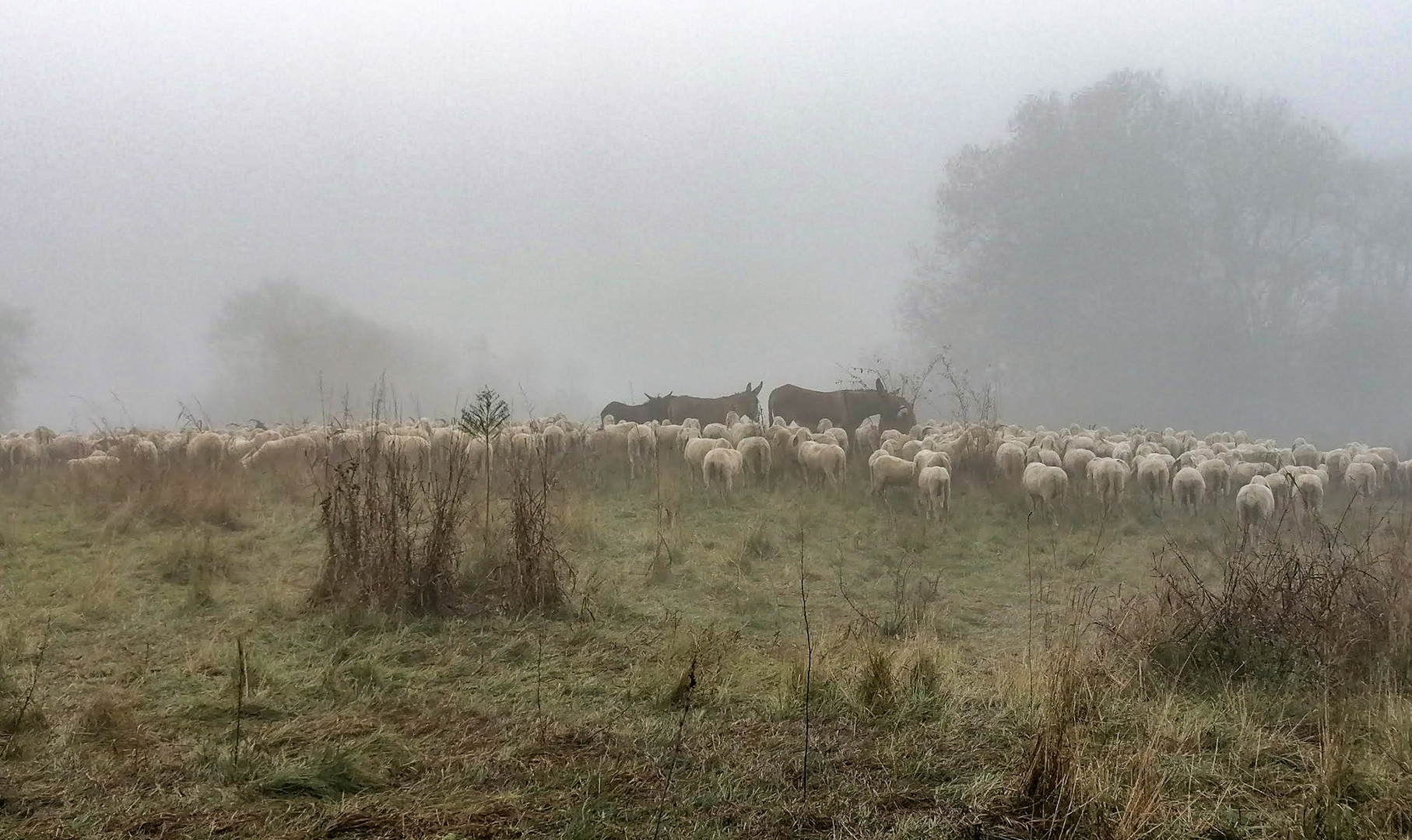 Transumanza nelle brume milanesi