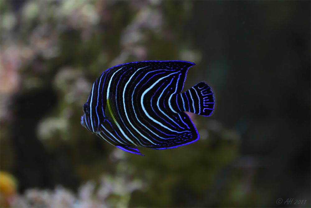 Trapez-Kaiserfisch (Pomacanthus rhombiodes)