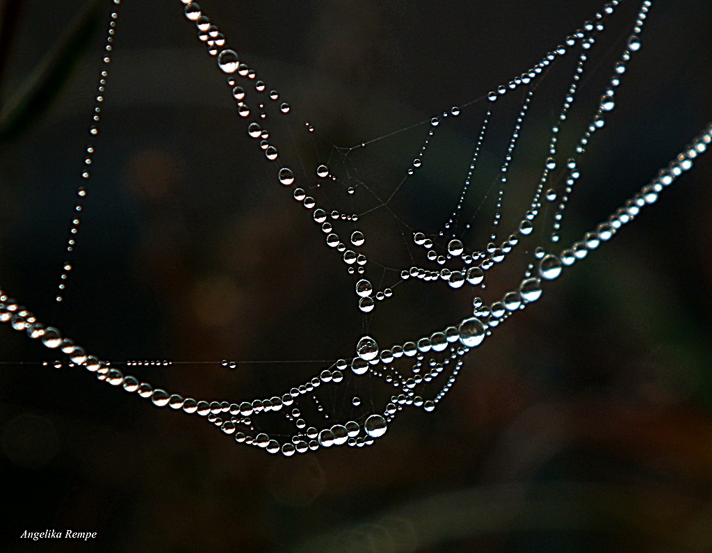 Trapeze of Pearls