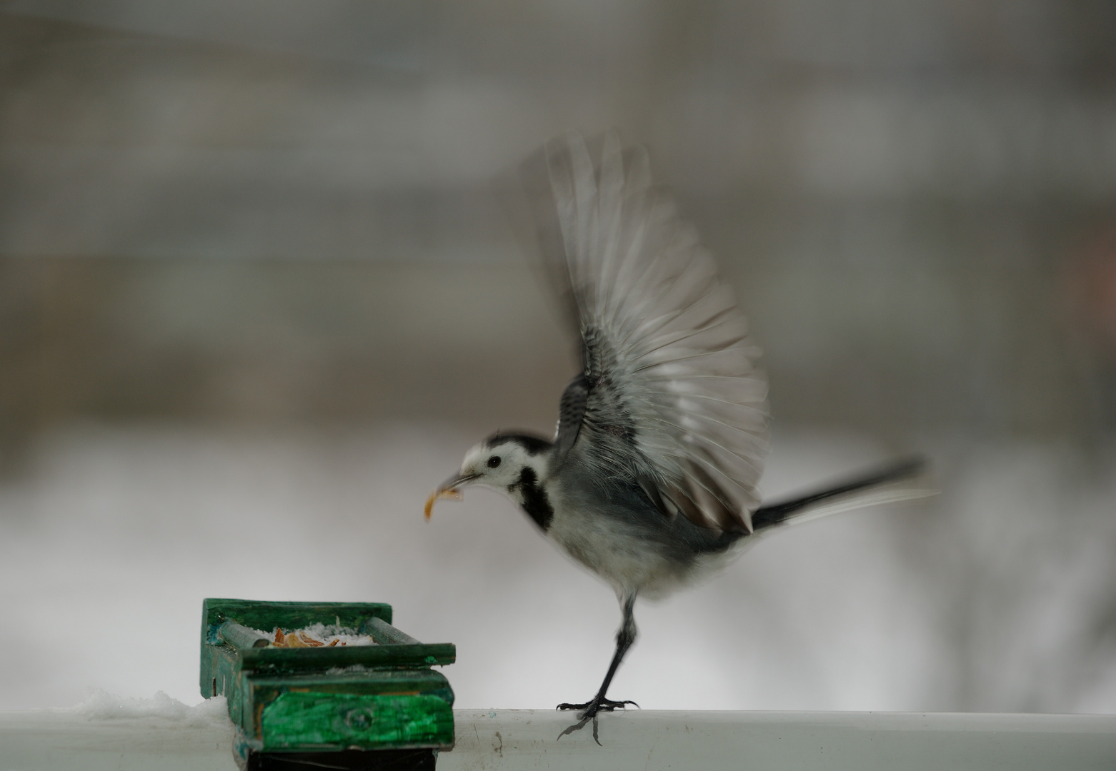 Trapeze Vogel