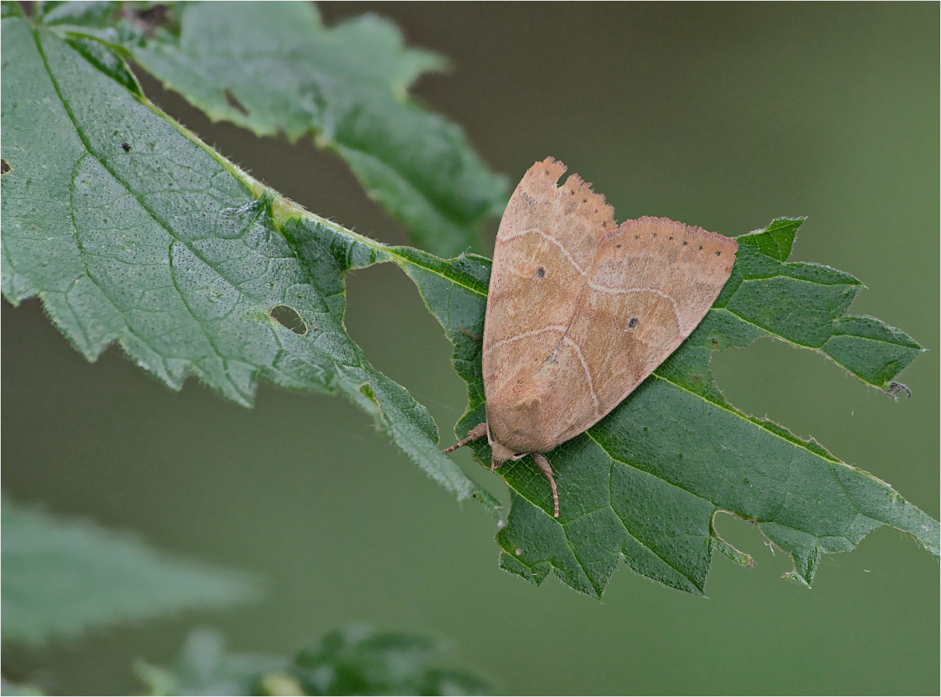 Trapezeule (Cosmia trapezina)