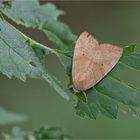 Trapezeule (Cosmia trapezina)