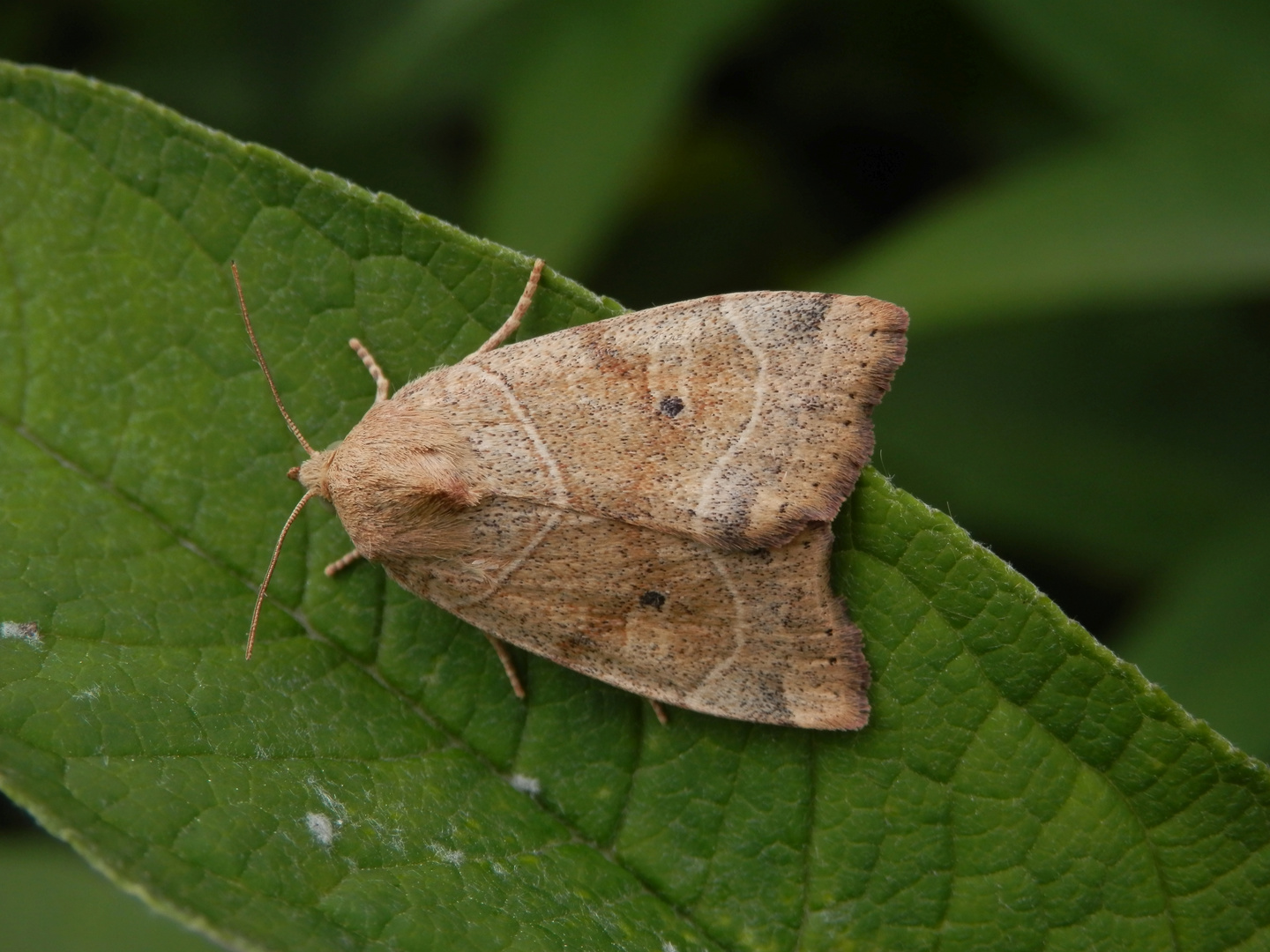 Trapezeule (Cosmia trapezina)