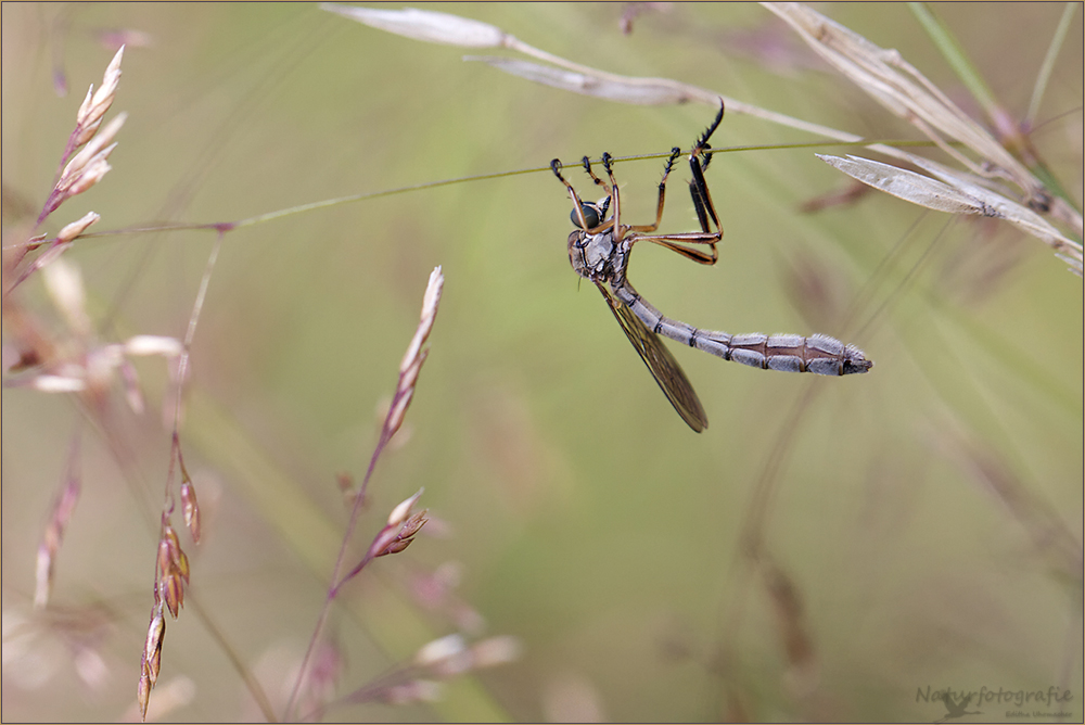 trapezkünster.....gem. schlankfliege ( leptogaster cylindrica ) doku