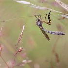 trapezkünster.....gem. schlankfliege ( leptogaster cylindrica ) doku