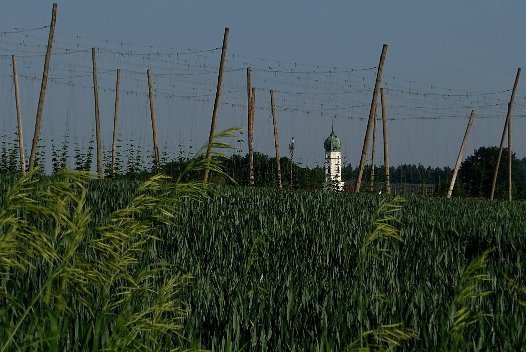 Trapp-Pils-Anbaugebiet